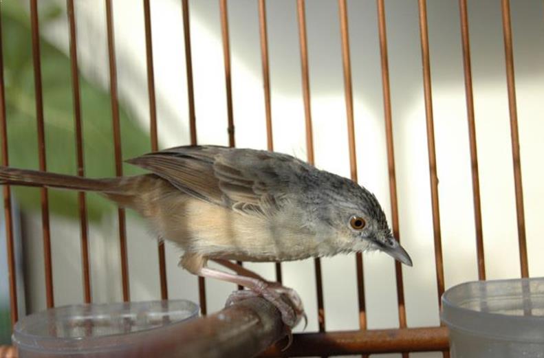 Misteri Suara Kicauan Burung Ciblek yang Menenangkan dan Menakjubkan