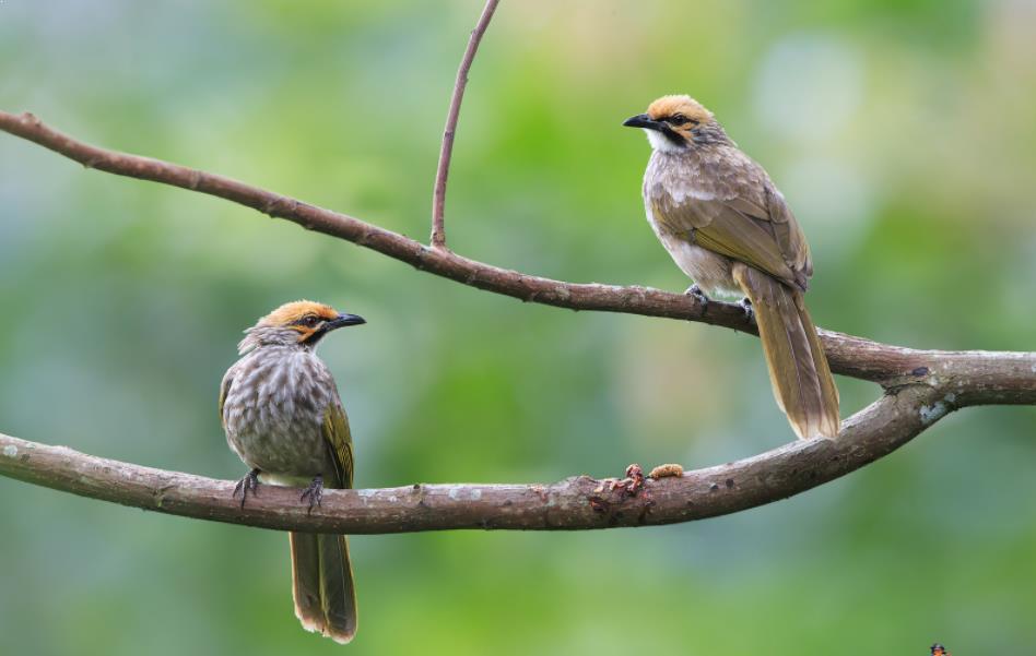 Burung Terunik Di Indonesia: Kenali Lebih Dekat Burung Cucak Rowo