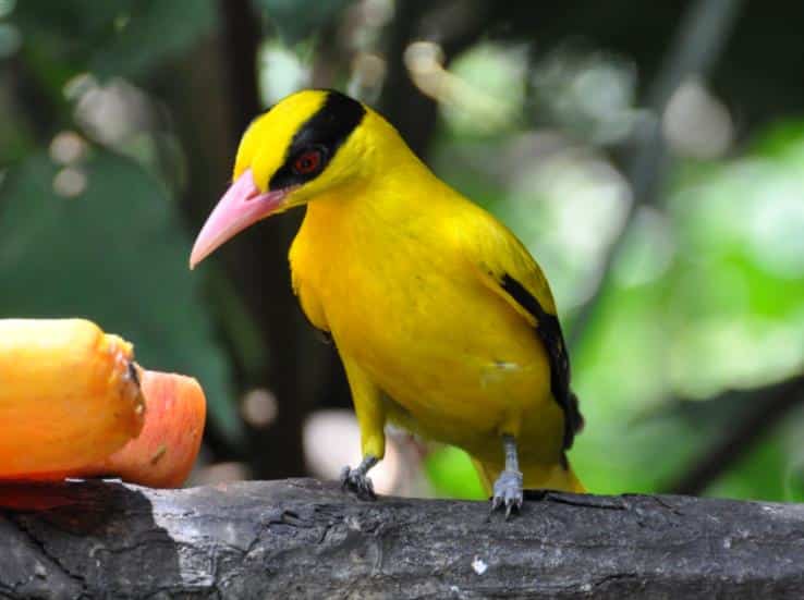 Burung Terunik Di Indonesia: Kenali Lebih Dekat Burung Kepodang