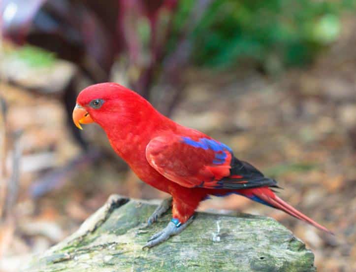 Burung Nuri Merah