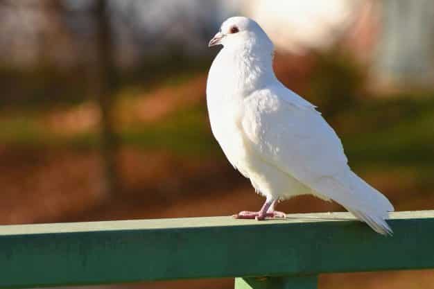 Burung Dara putih