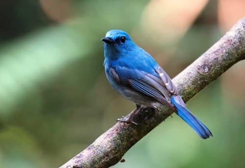 Burung Tledekan Biru