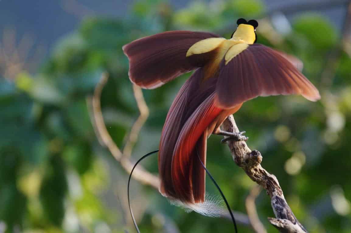 Gambar Burung Cendrawasih Papua