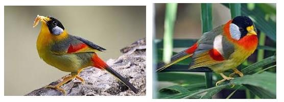 Gambar Burung Panca Warna