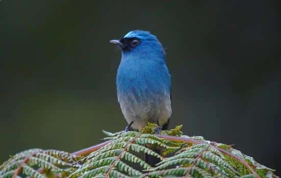 Gambar Burung Selendang Biru Cantik