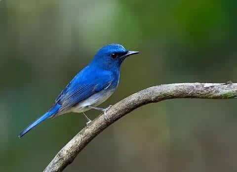Gambar Burung Selendang Biru