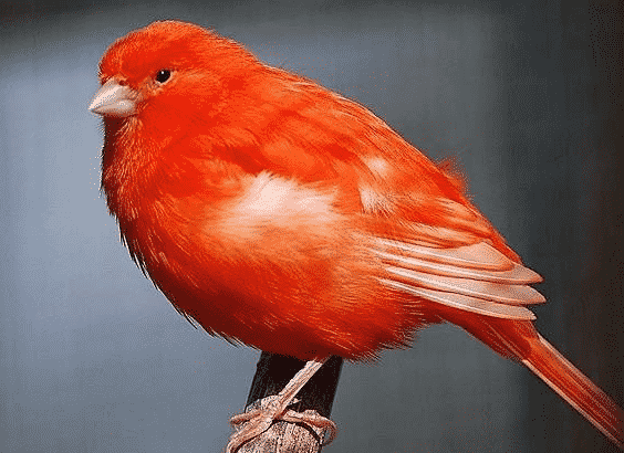 Burung Kenari Red Factor