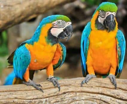 Gambar Burung Blue Gold Macaw