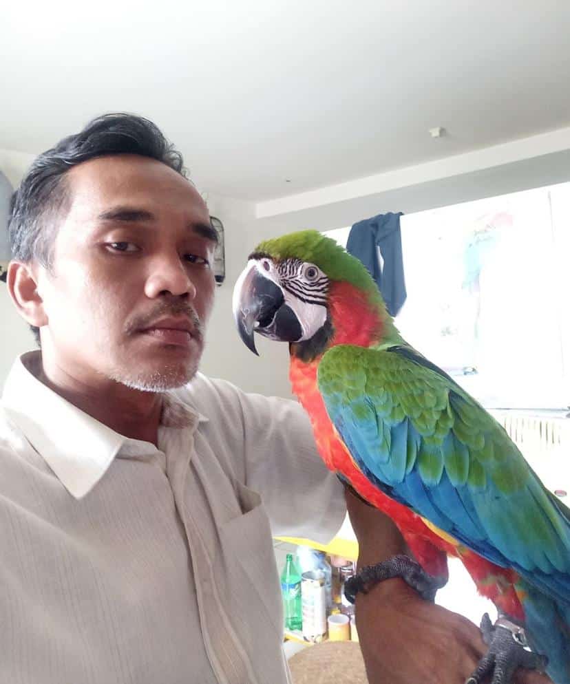 Gambar Burung Harlequin Macaw Bamsbreeder