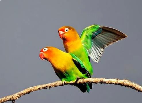 Gambar Burung Lovebird Kawin