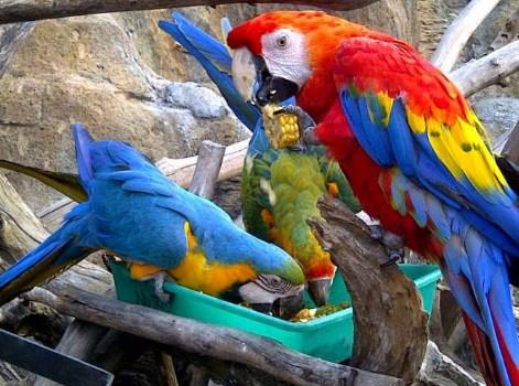 Gambar Burung Macaw