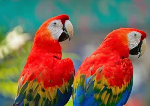 Gambar Burung Scarlet Macaw