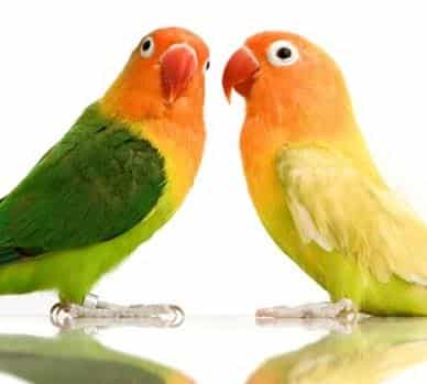 Lovebird Jantan dan Betina