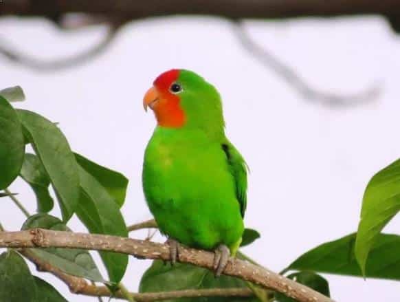 Gambar Burung Lovebird Muka Merah