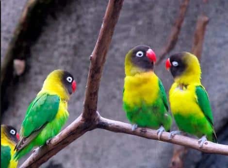 Gambar Burung Lovebird Topeng