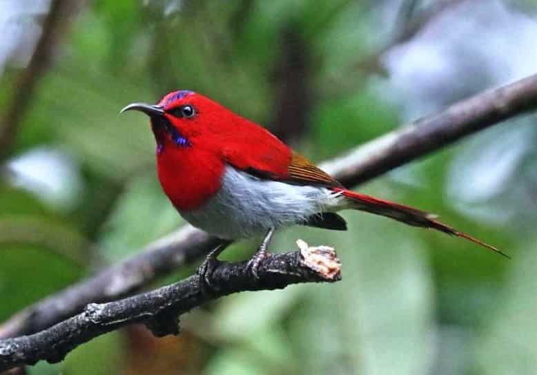 Burung Kolibri Ekor Merah