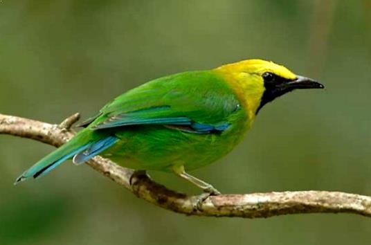 Gambar Burung Cucak Ijo Sumatera