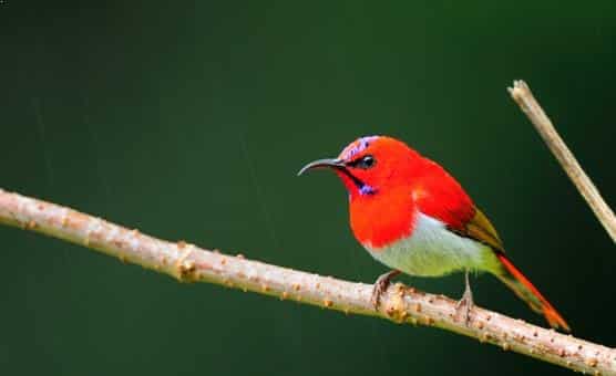 Gambar Burung Kolibri Ekor Merah