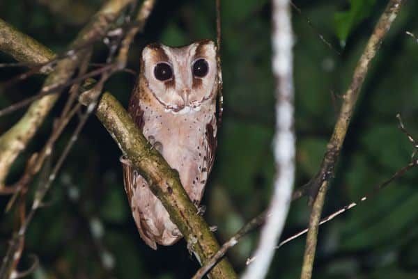 Gambar Burung Oriental Bay Owl