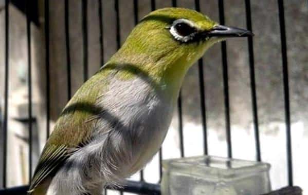 Gambar Burung Pleci Auriventer