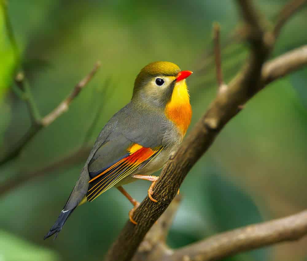 Foto Burung Robin Gacor
