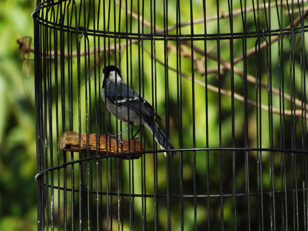 Burung Dalam Sangkar