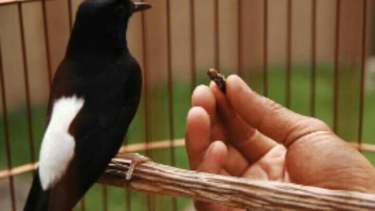Burung Makan Jangkrik Pakai Tangan