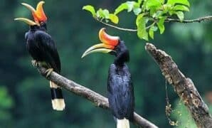 7 Burung Cantik Asli Indonesia Menjadi Incaran Dunia