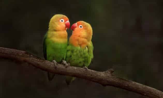 Cara Menarik Perhatian dan Memelihara Lovebird