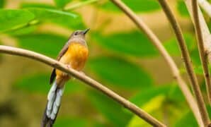 Jenis Burung Murai Populer Asli Indonesia