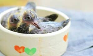 Makanan Anak Burung Merpati dan Cara Merawatnya
