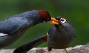 BURUNG POKSAY Cara Merawat Makanan Harga Burung Lengkap