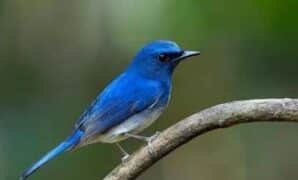 Cara Merawat Burung Selendang Biru