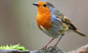 Cara Ternak Burung Robin