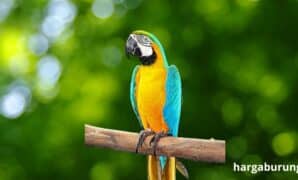 Burung Macaw Harga
