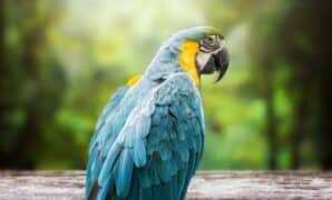 Harga Burung Macaw di Indonesia